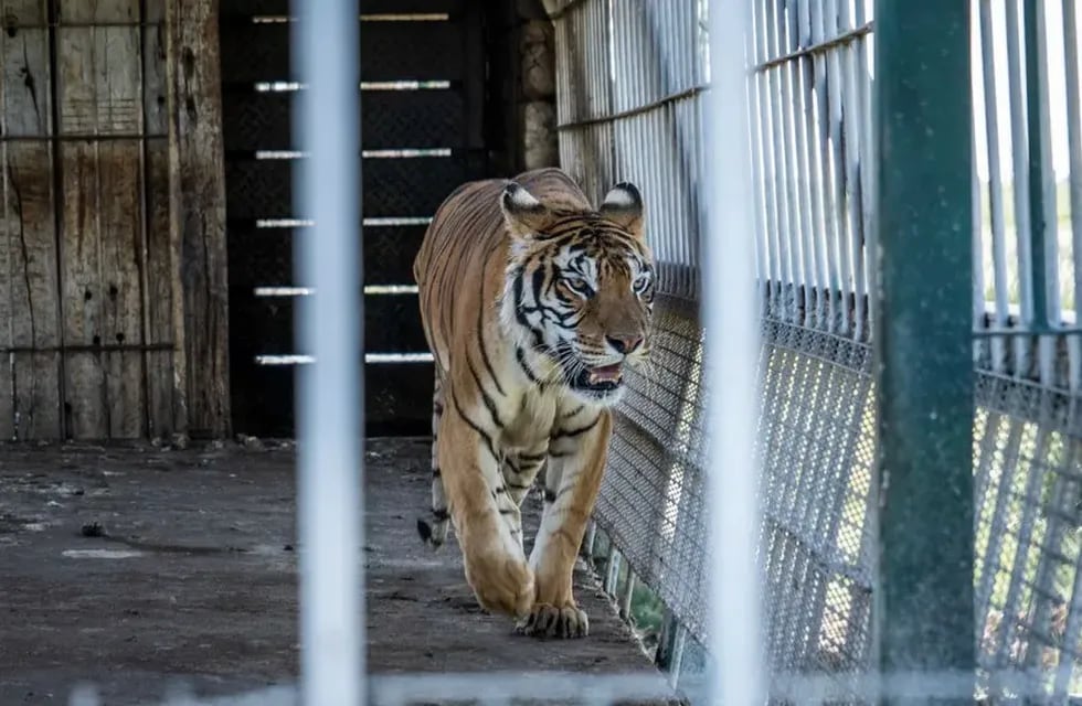 Los 4 tigres abandonados en San Luis ya tienen nombre. Serán rescatados en los próximos días.