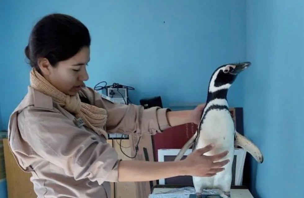 Pinguinos rescatados por Prefectura Naval Argentina