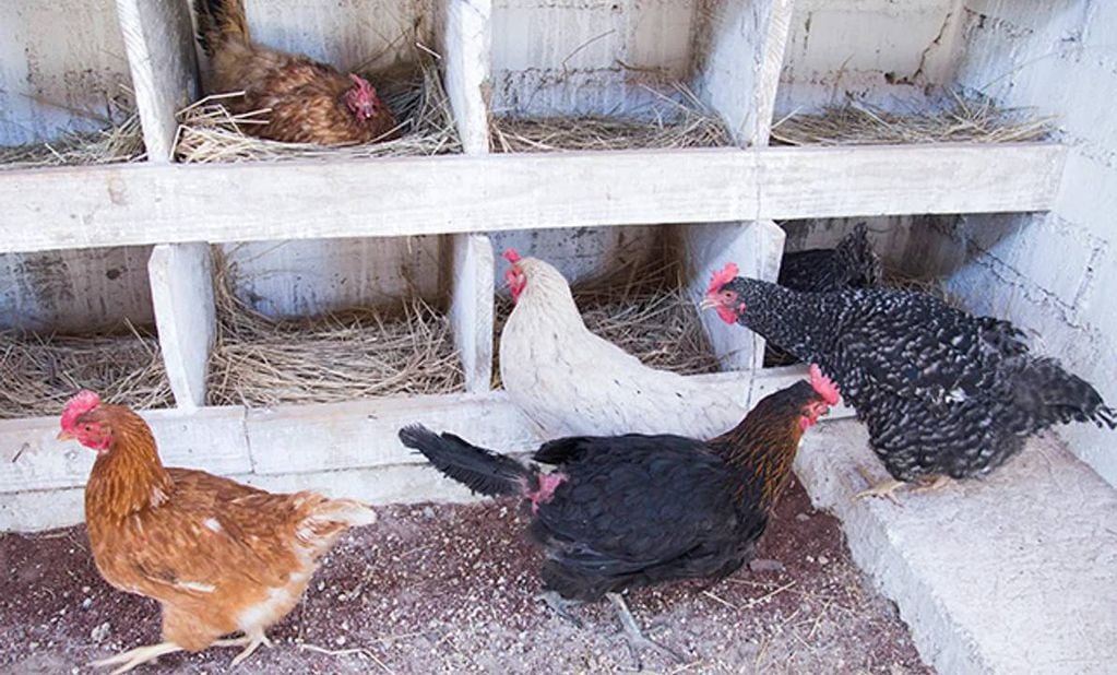 Murieron 70 aves por gripe aviar en Trevelin, Chubut.