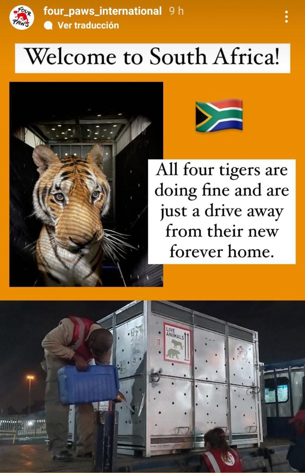 "Bienvenidos a Sudáfrica. Nuestros tigres están bien y sólo a unos pasos de su nuevo hogar para siempre".
