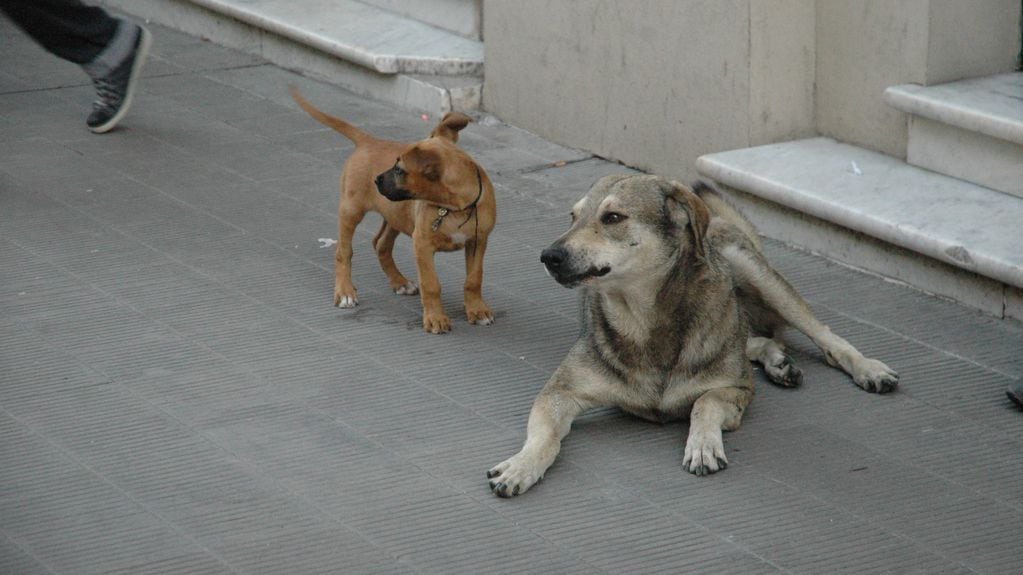 El abandono de animales domésticos es una problemática que se busca abordar en nueva legislación en Jujuy.