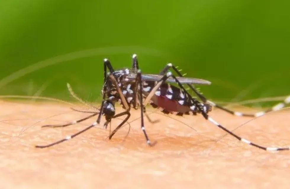 Aedes aegypti, mosquito vector del dengue.