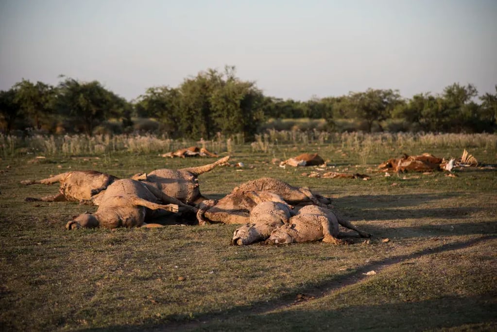 Miles de animales murieron por la sequía.