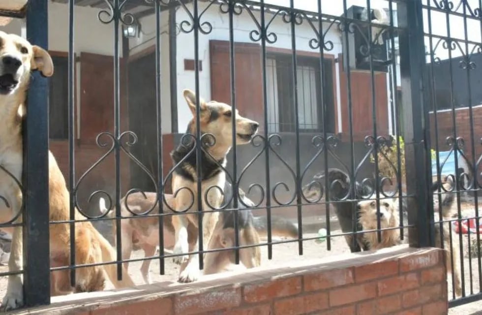 Los perros de la mujer quedaron abandonados y, según los vecinos, generaron un "olor insoportable".