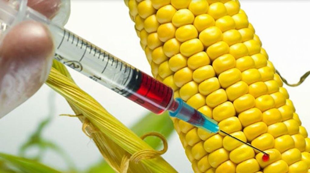 Maíz transgénico. En Misiones las leyes protegen los maíces criollos y rechazan estos cambios genéticos.