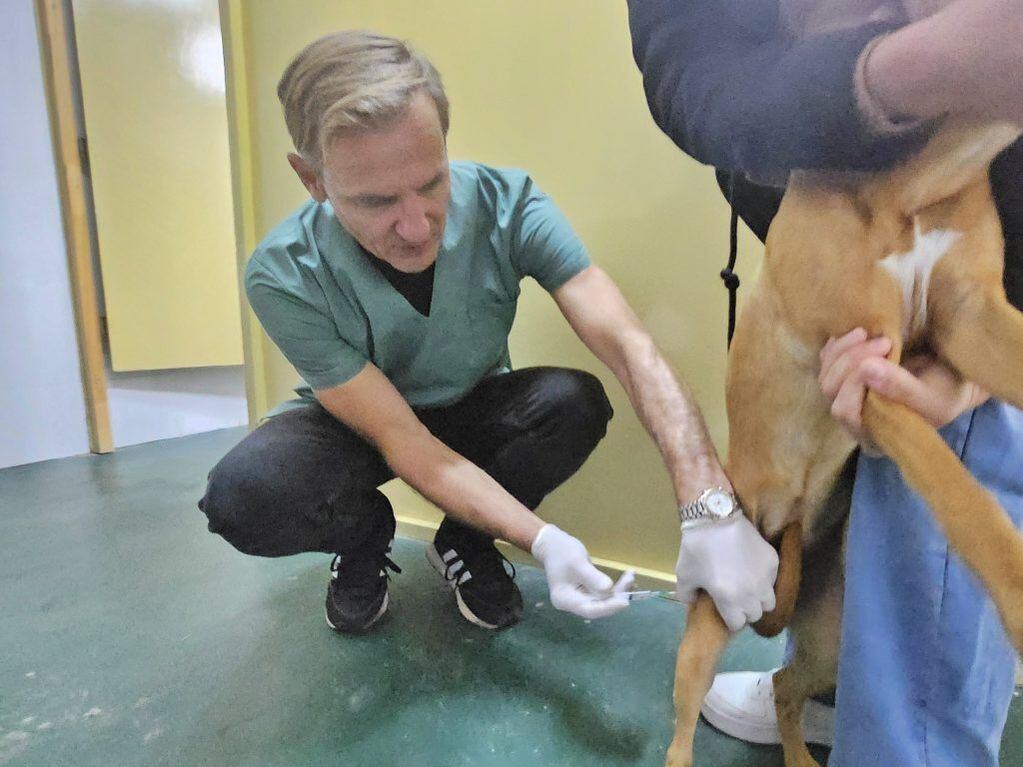 Castración de Animales en Arroyito Centro de Zoonosis