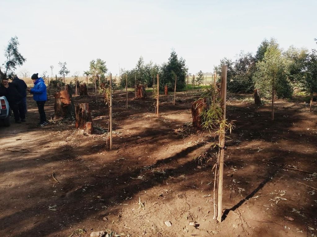 Piden cesar con el corte de árboles en el Parque Cabañas de Tres Arroyos y la municipalidad aduce que está reforestando