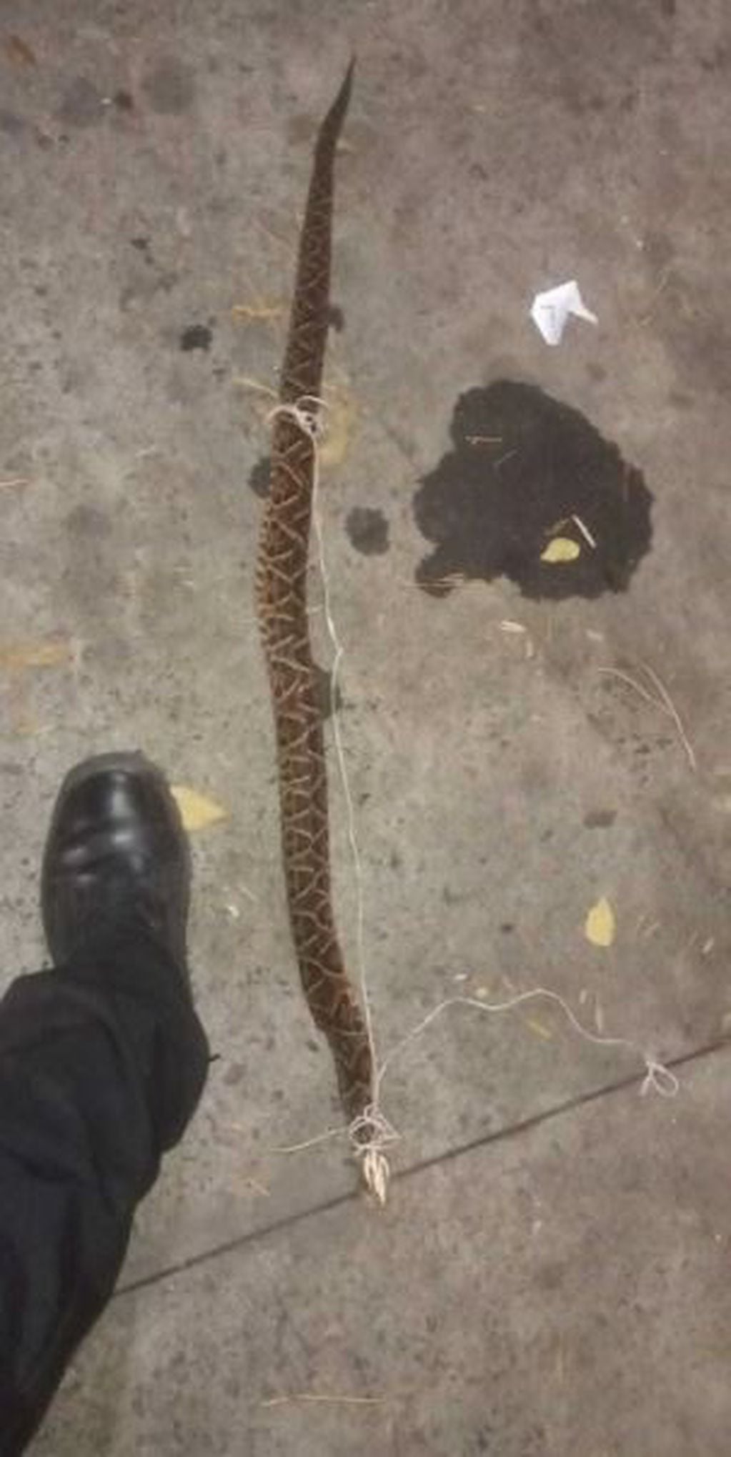 La serpiente, según el parte original, tenía alrededor de un metro de largo.