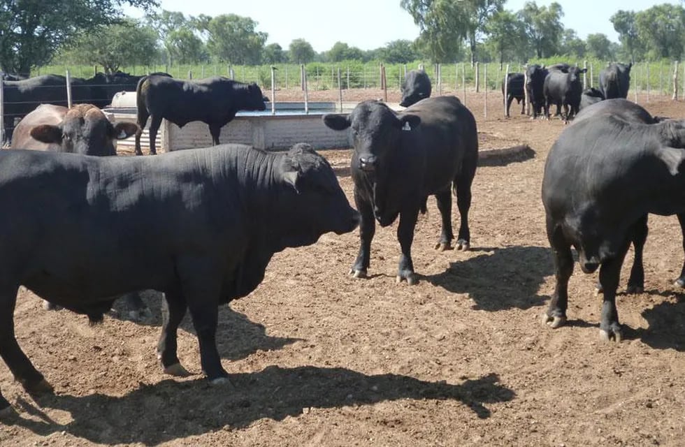 Los toros que saldrán a la venta este año ya toman forma en El Porvenir (La Voz).