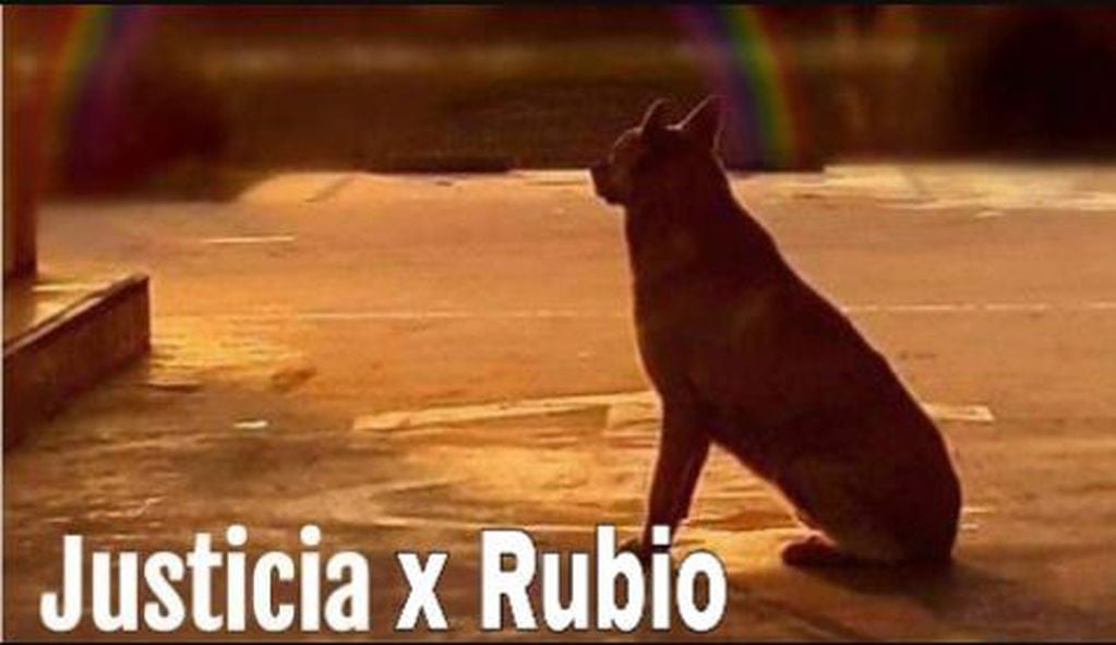 La foto de "Rubio", el can asesinado en Mar del Tuyú (Foto: Change.org)