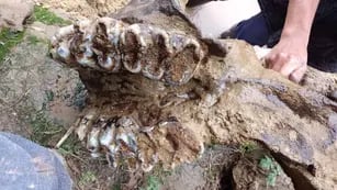 Encontraron el maxilar de un mastodonte en Pueblo Andino