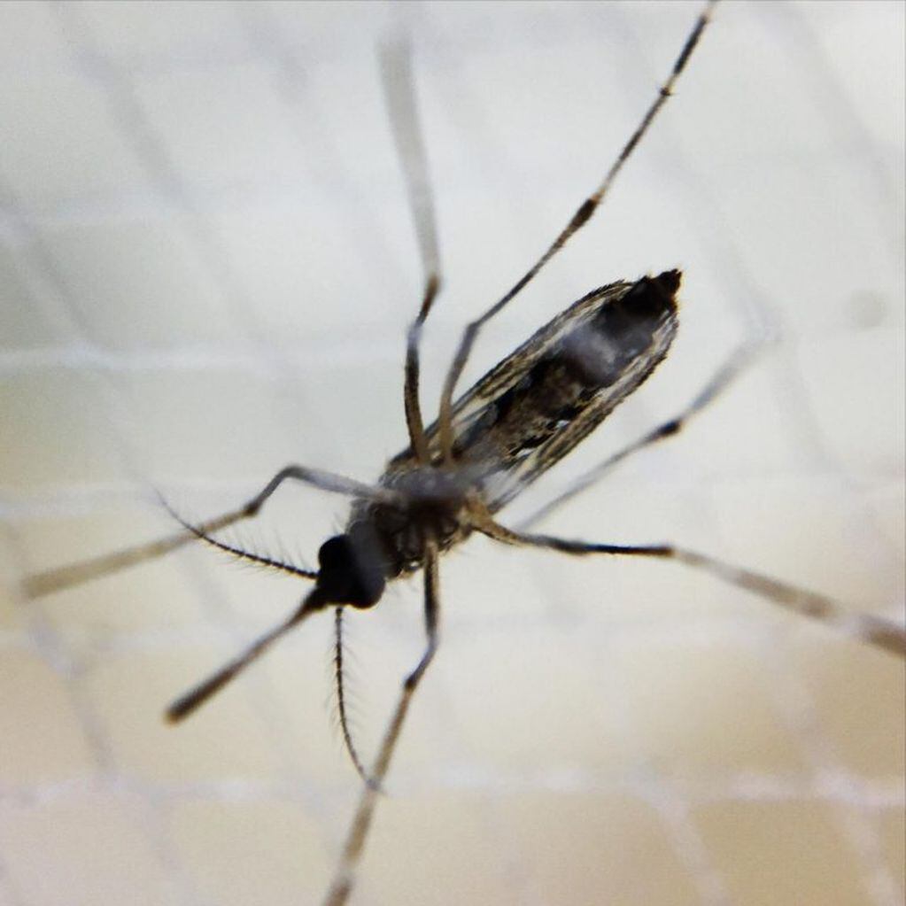 16/03/2016 Mosquito aedes hembra, dengue POLITICA ESPAÑA EUROPA MADRID SALUD NIAID