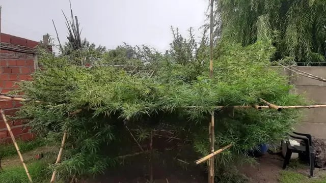 Planta gigante de marihuana encontrada en San Lorenzo