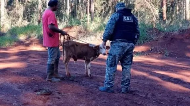 Montecarlo: recuperan una cabeza de ganado robada a un colono