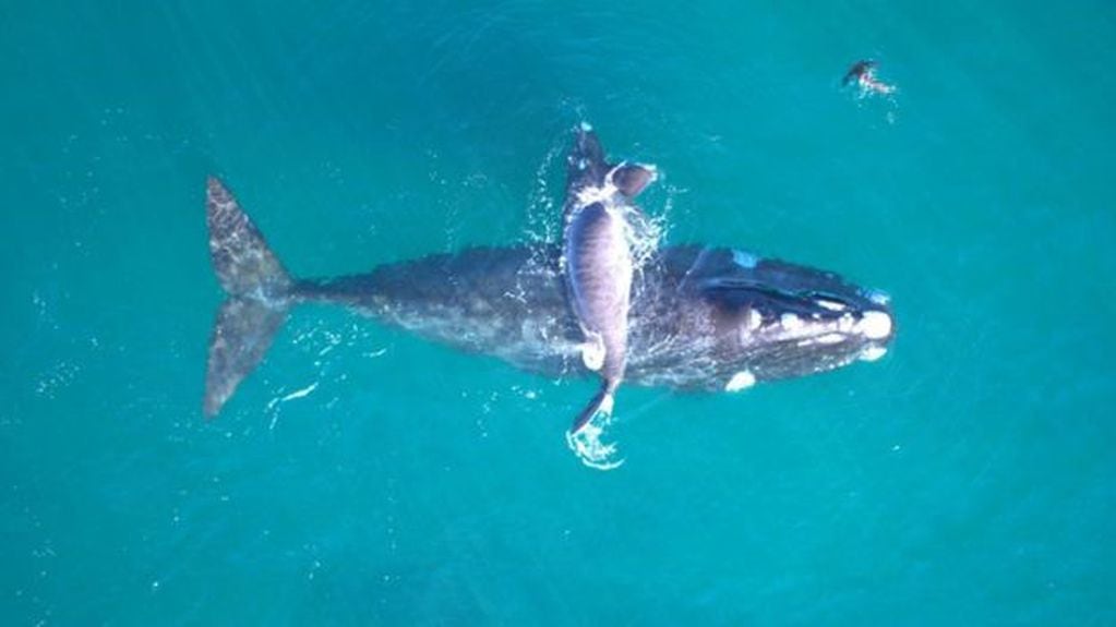 Este método abre una nueva vía de investigación para aprender sobre la ecología y fisiología de las grandes ballenas, incluyendo especies como la ballena franca del Atlántico norte o la población de ballena franca austral del Pacífico Sur.
