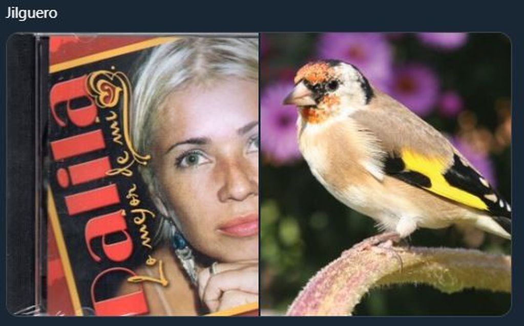Dalila uno de los comparados con pájaros (Foto: Twitter)