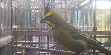 Aves rescatadas en San Luis