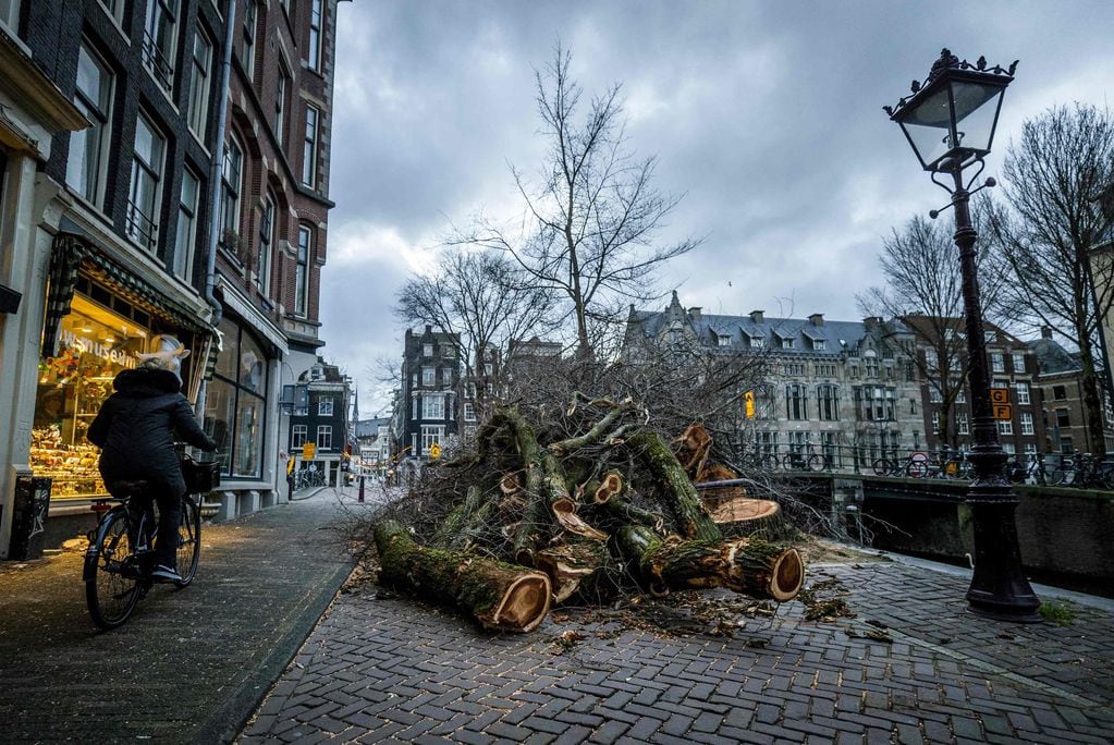 Árboles caídos en Ámsterdam por los fuertes vientos.