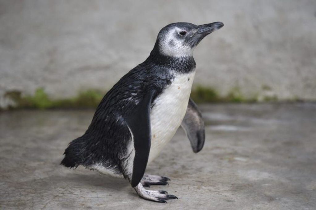 El pingüino de Magallanes encontrado en una vivienda de Santa Rosa de Calamuchita.
