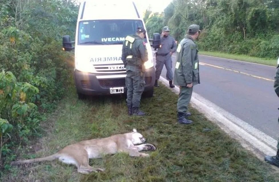 Atropellaron a un puma en Parque Iguazú. (Foto: Misiones Online)