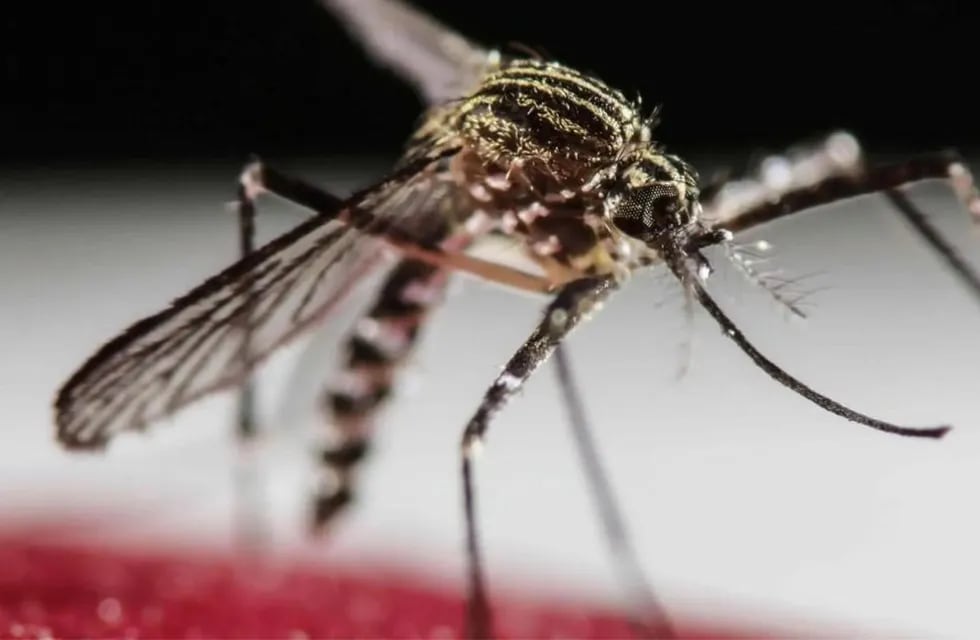 Dengue en Misiones: aumentan casos en la última semana.