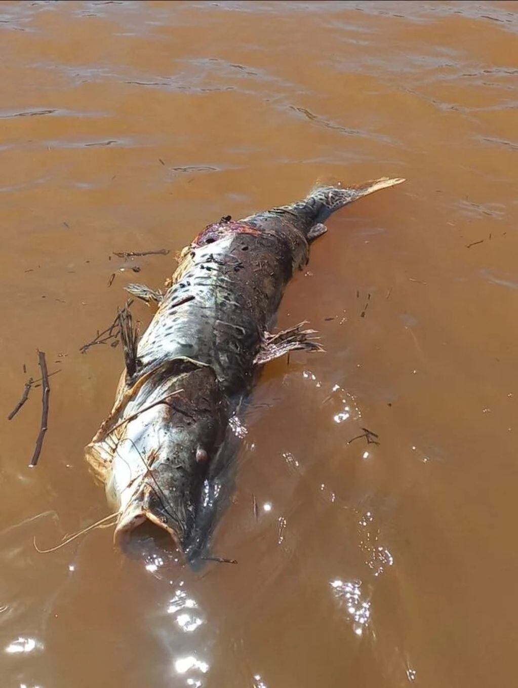 Autoridades investigan la muerte de decenas de peces en la Represa Urugua-í de Puerto Libertad.