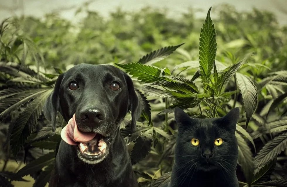 Qué dicen los veterinarios sobre el uso de cannabis en animales