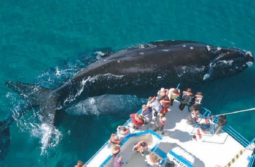 Aerolíneas Argentinas hace una fuerte apuesta por la temporada de ballenas con el refuerzo de vuelos desde Córdoba, Ushuaia y El Calafate.