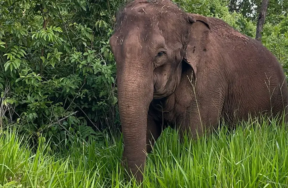 La elefanta Guillermina eligiendo su alimento en el Santuario de Elefantes de Brasil.
