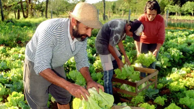 La provincia de Misiones formará parte de Consejo de la Agricultura Familiar