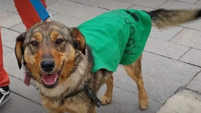 Ushuaia: habrá una jornada de castración masiva de canes