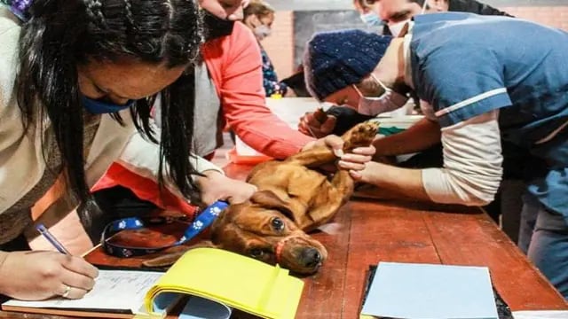Eldorado: atendieron a más de 80 mascotas en el operativo Sanitario en el barrio Belgrano