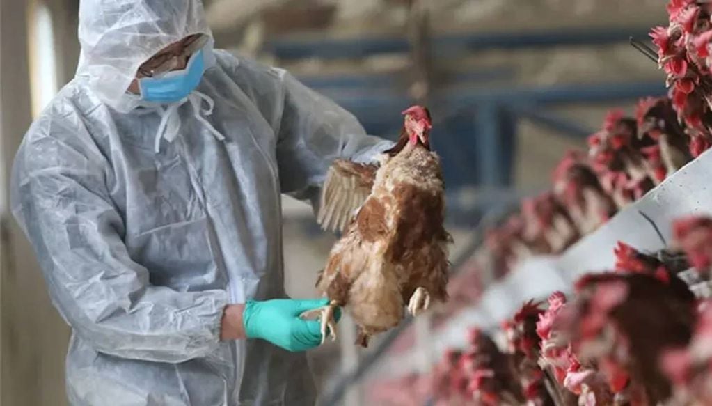 Continúan los casos de gripe aviar en Chubut.