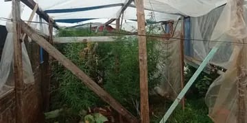 Desmantelan un vivero de marihuana en San Vicente