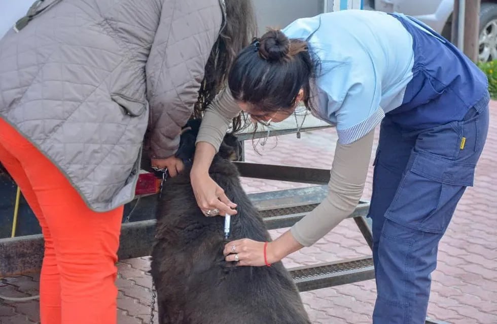 Exitosa jornada de “Zoonosis más Cerca” en Ushuaia
