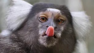 Se robaron un mono tití del bioparque de La Plata.