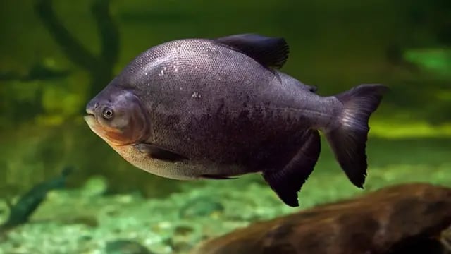 Encontraron en Corrientes un pez amazónico y alertan por un eventual daño ecológico