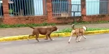 Puerto Iguazú: denunció que dos pitbulls la atacaron y mataron a su perra
