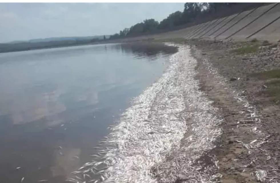 "Estamos seguros al 100% de que se trata de falta de oxigenación del lago", indicó el intendente de Cruz del Eje, Claudio Farías.