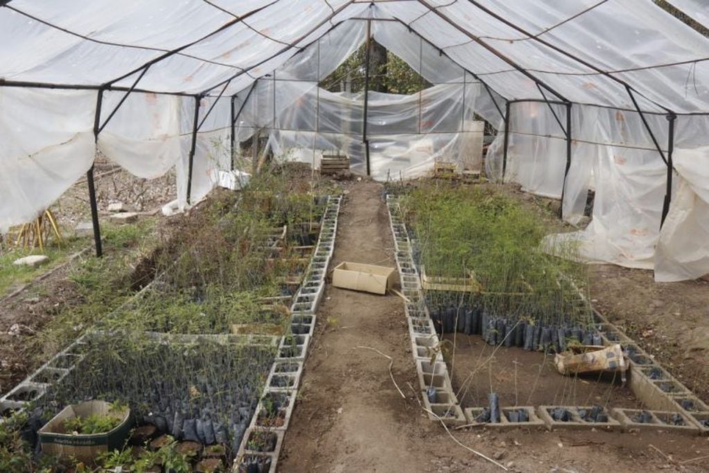 A través de la Dirección de Ambiente, Ejido y Desarrollo Sustentable comenzó la tarea de trasplante de 200 plantines de algarrobo. (Foto: prensa municipal).