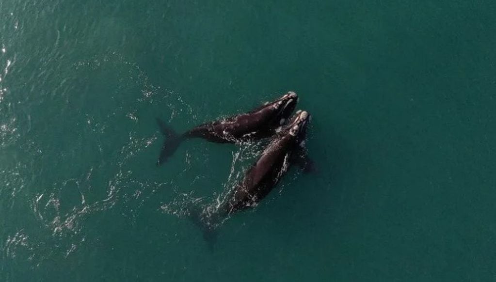 Varias ballenas sorprendieron a orillas de la playa El Doradillo, Puerto Madryn.