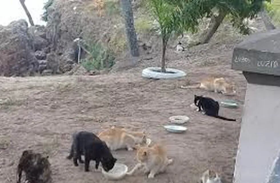 Colonias de gatos se observan en la Costanera.