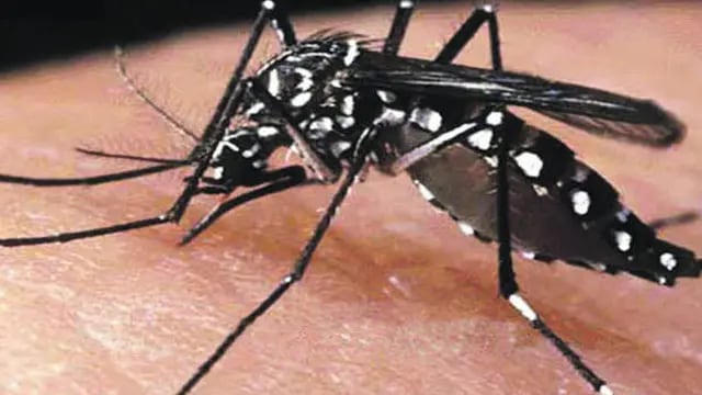 acciones contra el dengue en Eldorado