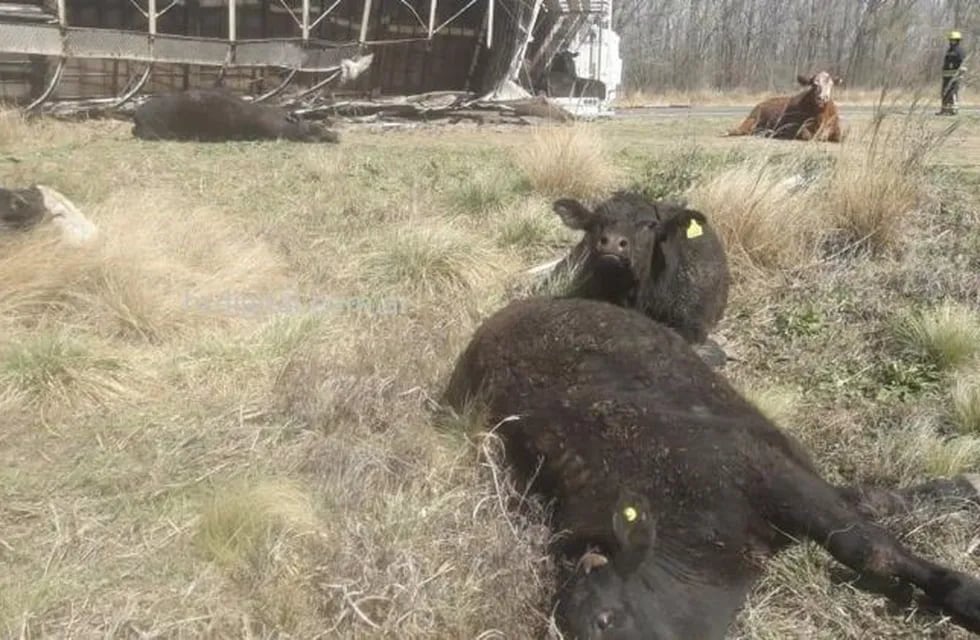 Las vacas estuvieron tiradas en la ruta tras el vuelco del camión en cercanías de Ranqueles.