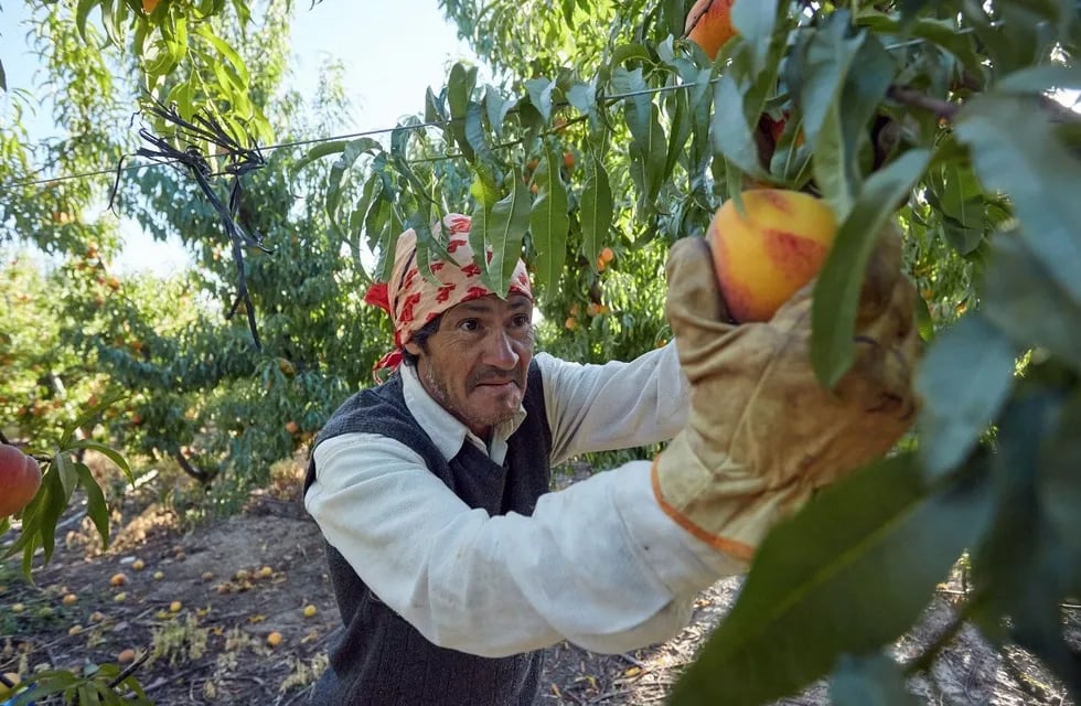 Trabajadores fueron capacitados en Las Heras y participan de la cosecha de durazno en otros departamentos.