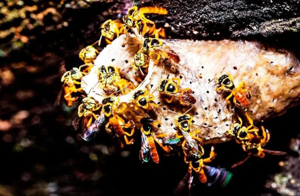 Colmenas de abejas (Web)