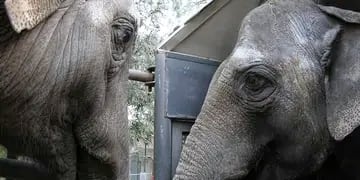 Elefantas