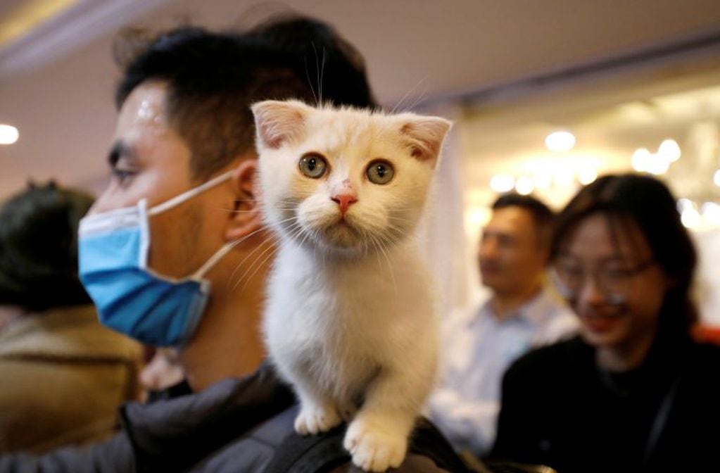 A cat is seen on the shoulder of her owner during the Vietnam's first cat show in Hanoi, Vietnam February 16, 2020. REUTERS/Kham