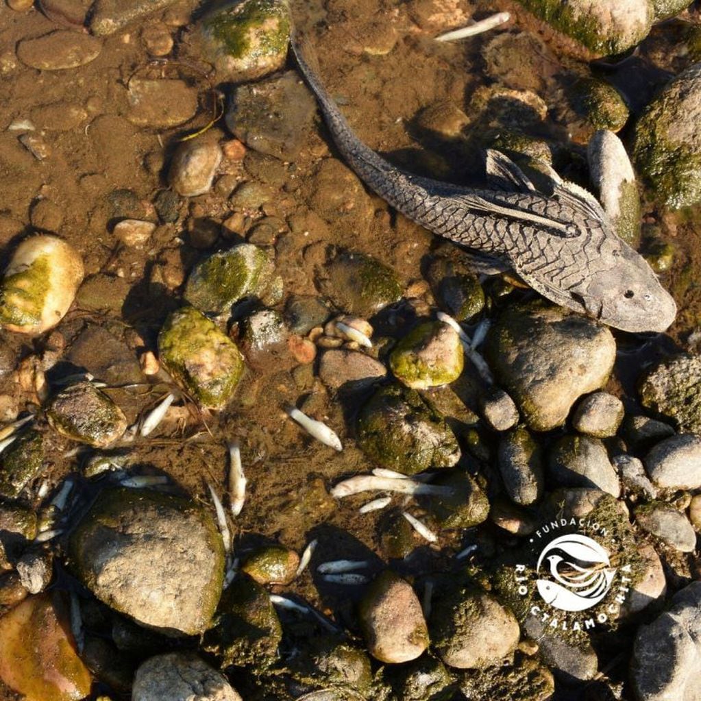 Fotos de los peces muertos que publicó en Facebook la 
Fundación Río Ctalamochita.