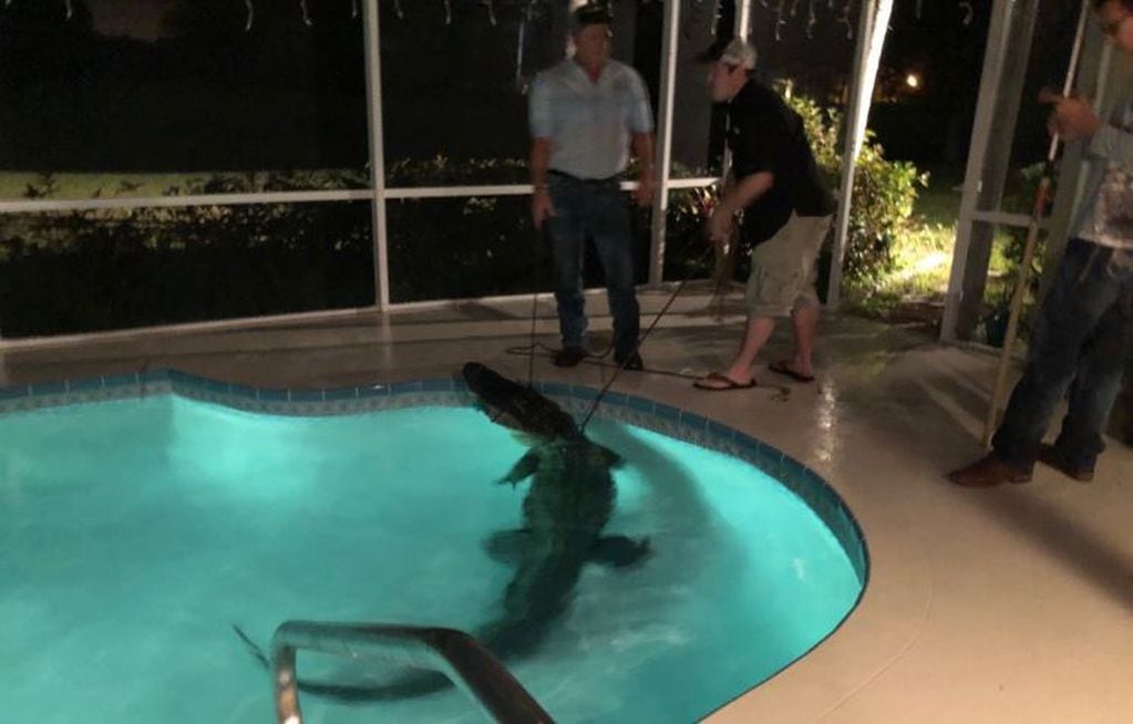 Un cocodrilo se metió en una casa de Florida